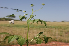 Bidens bipinnata